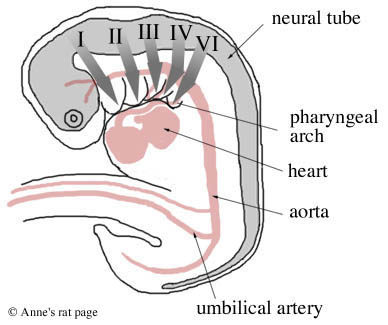 Neural Crest Development