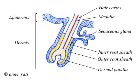 wool follicle