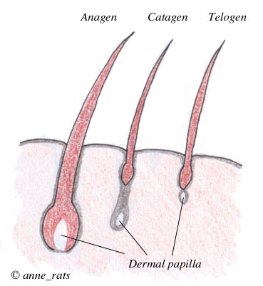 very thick hair follicle