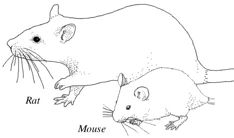 Differences between rats store and mice