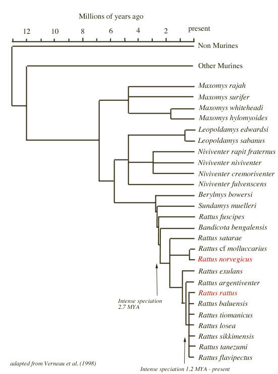 The Early History of the Lab Rat